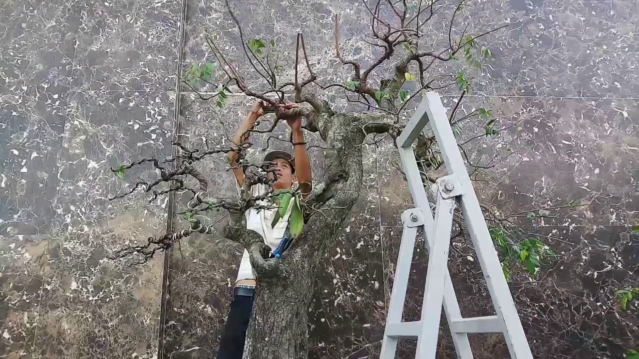 HV 237.phúc ngô tạo dáng văn nhân cho cây khế bonsai thật đơn giản