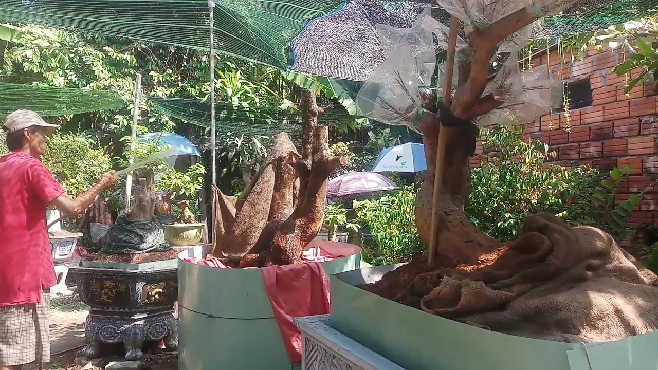 HV 401.tìm hiểu và giao lưu số mai phôi và mai bonsai thành phẩm chất lượng tại nhà vườn phúc ngô