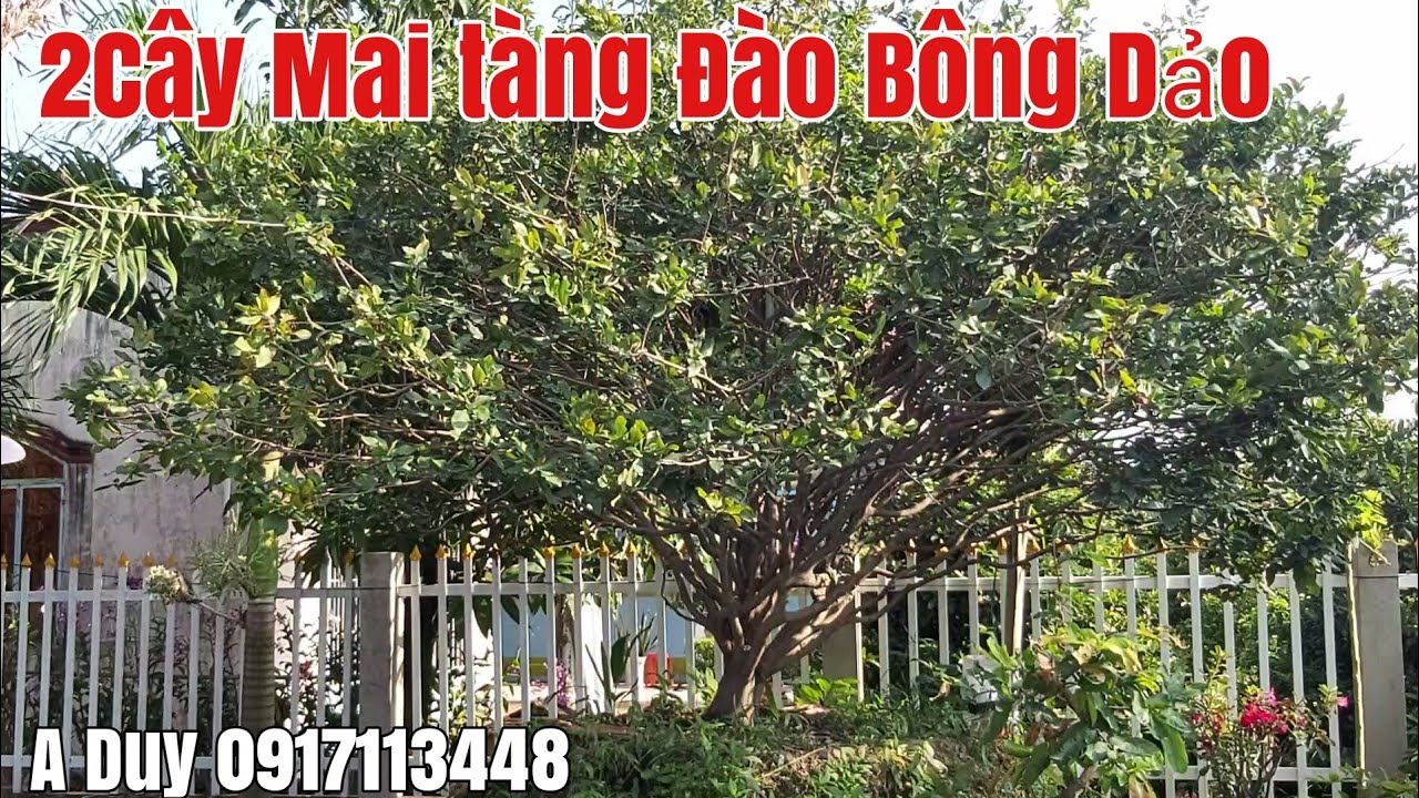 Hai Cây Mai tàng Đào siêu to bông dảo giá hợp lý gặp A Duy 0917113448 huyện Tháp Mười Đồng Tháp