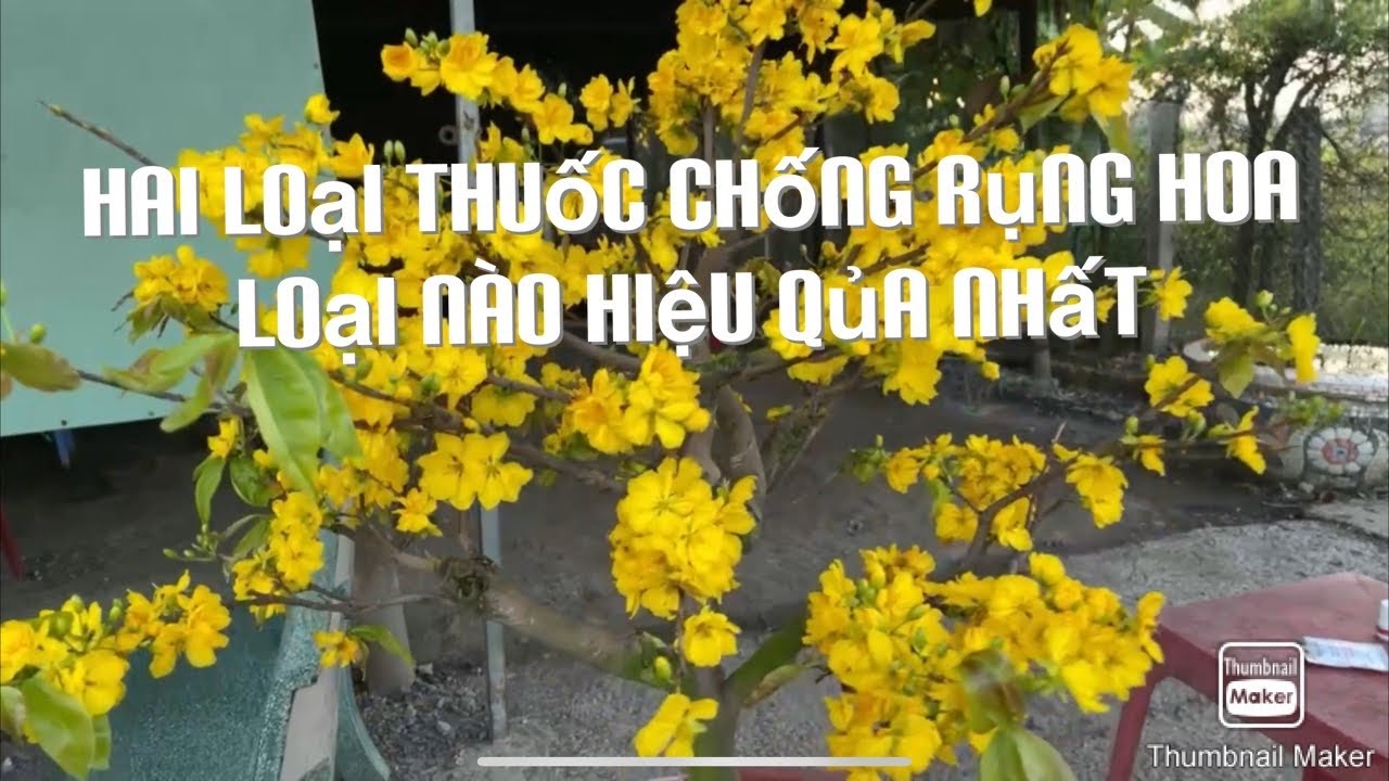 Hai loại thuốc chống rụng hoa loại nào hiệu qủa nhất 9-1-2021