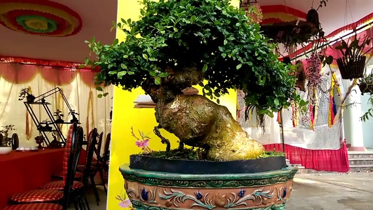 Kim quýt đỉnh quá - Bonsai Binh Dinh