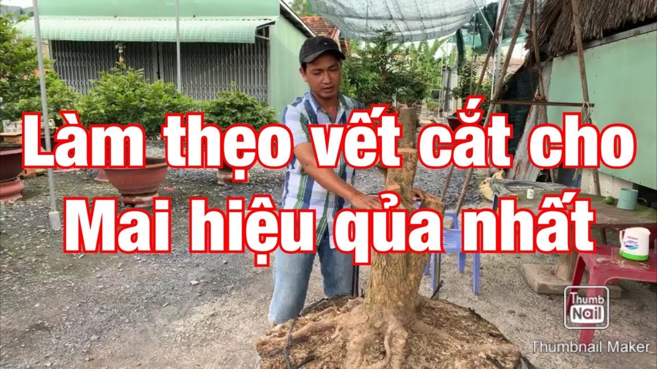 Làm thẹo vết cắt cho mai hiệu qủa nhất 27-10-2020