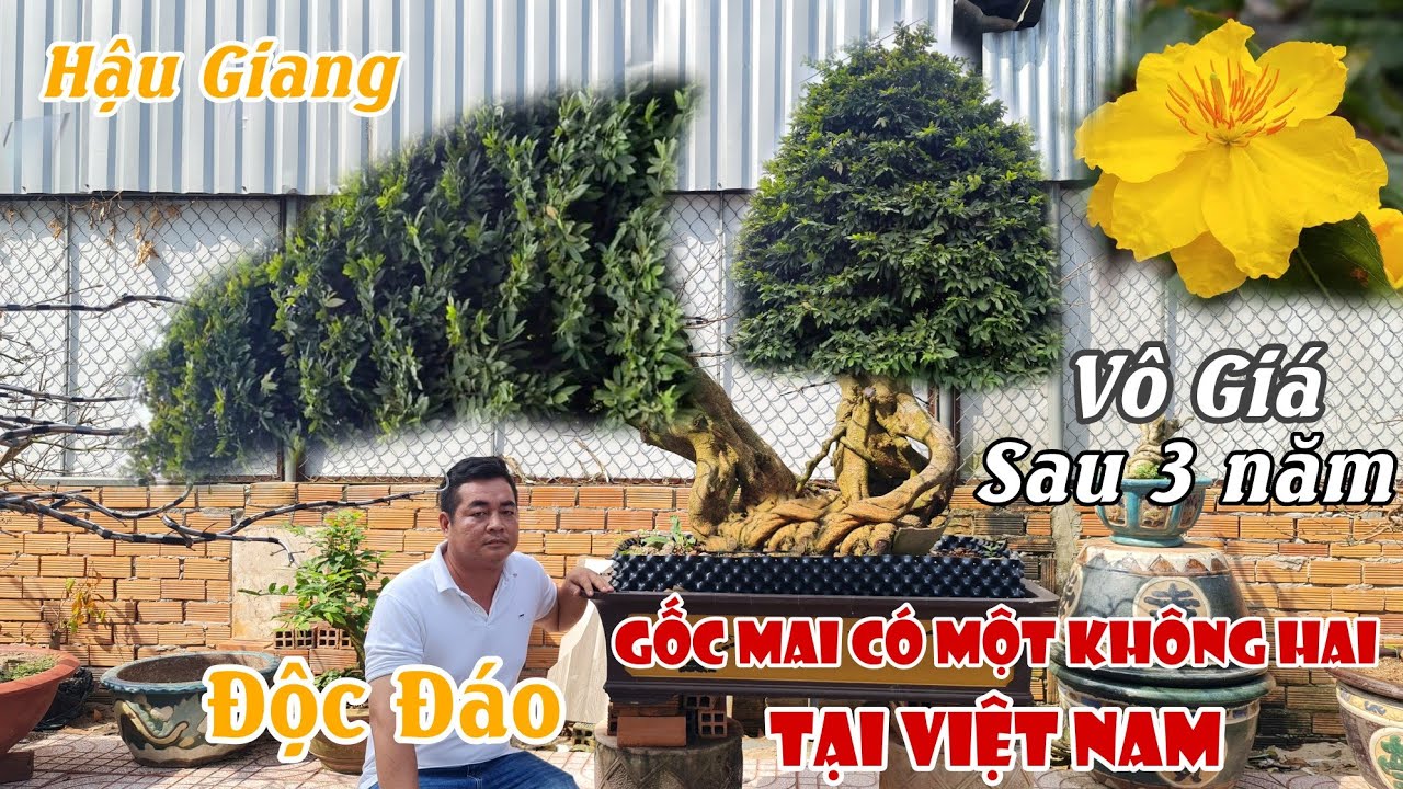 Lần đầu thấy gốc mai SIÊU ĐẲNG CẤP có một không hai ở Việt Nam 0907709009