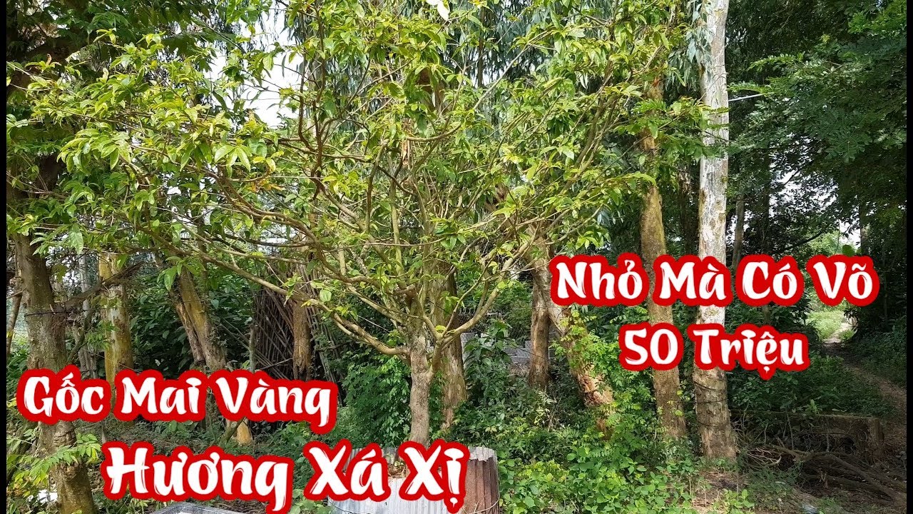 Lần đầu thấy gốc mai vàng hương xá xị ở Châu Thành An Giang