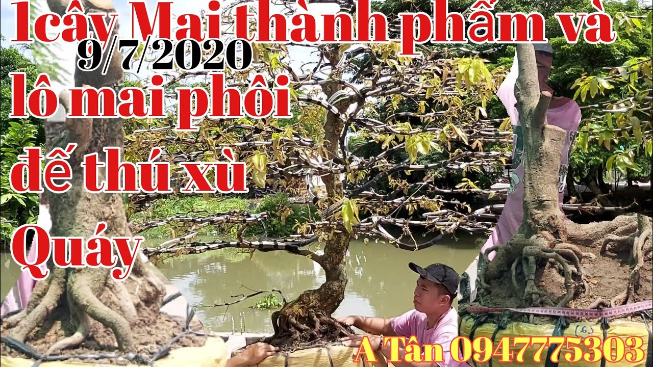 Lô Mai xù đế thú đẹp , quái lạ gặp A Tân 0947775303.