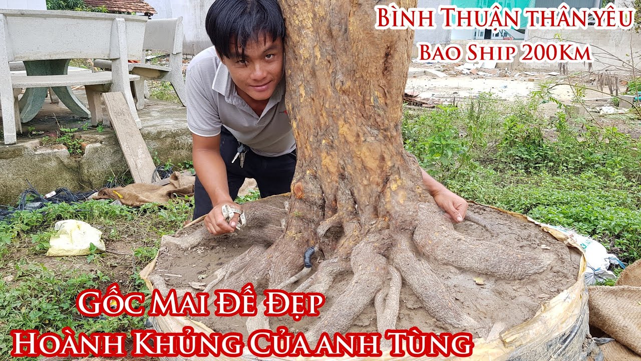 Lô mai hoành khủng "ĐẾ ĐẠI" của anh Tùng ở Bình Thuận 0978484767