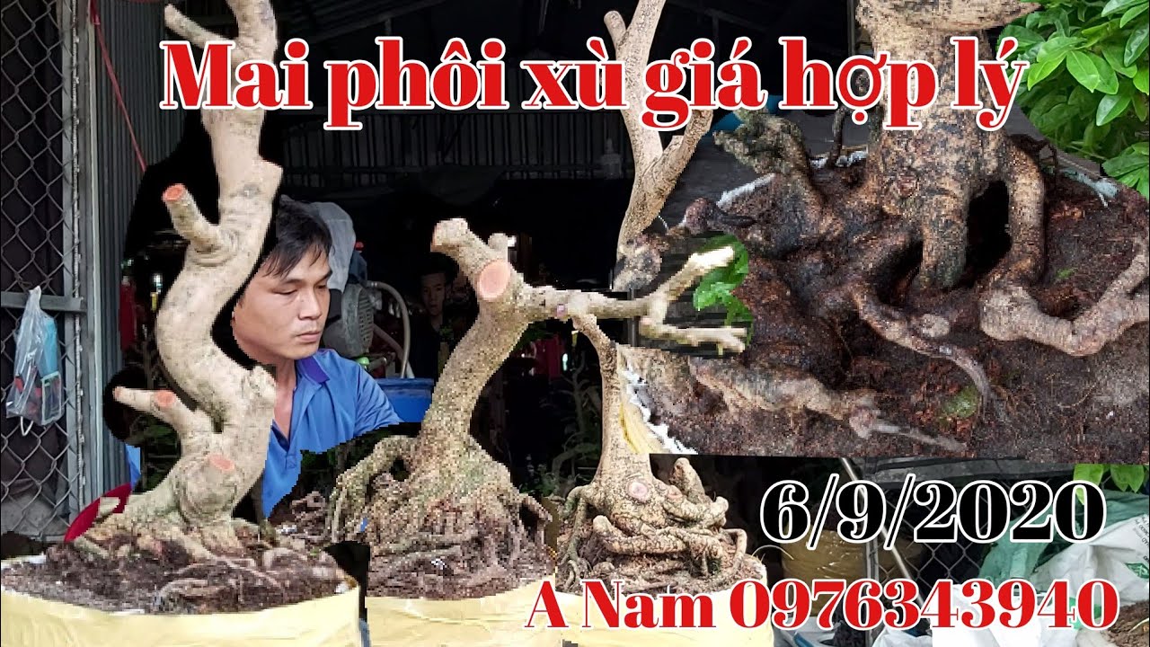 Lô mai phôi xù đế đẹp quái giá hữu nghị gặp A Nam 0976343940