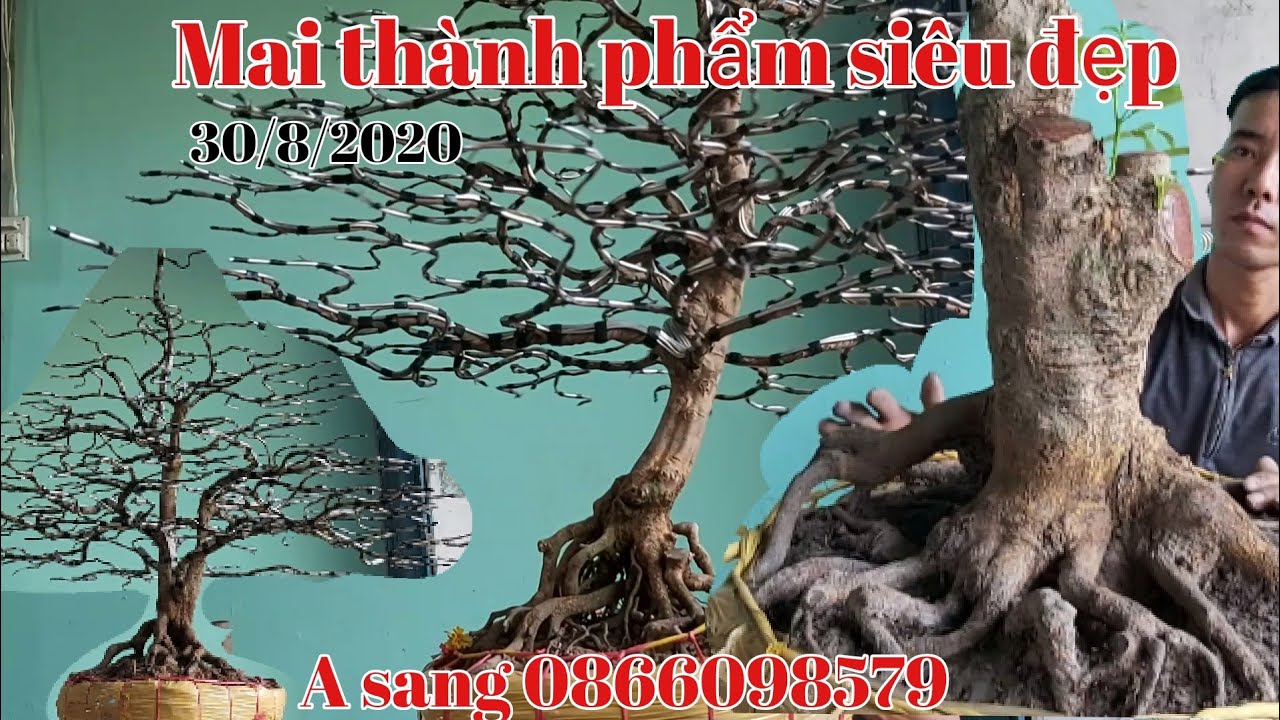 Lô mai tàng thành phẩm , phôi để đẹp gặp A sang 0866098579 huyện Phụng Hiệp Hậu Giang