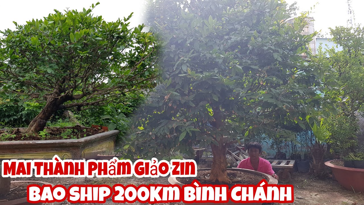 Lô mai vàng Giảo Zin Bông 8 đến 12 cánh của anh Linh Bình Chánh 0979194439