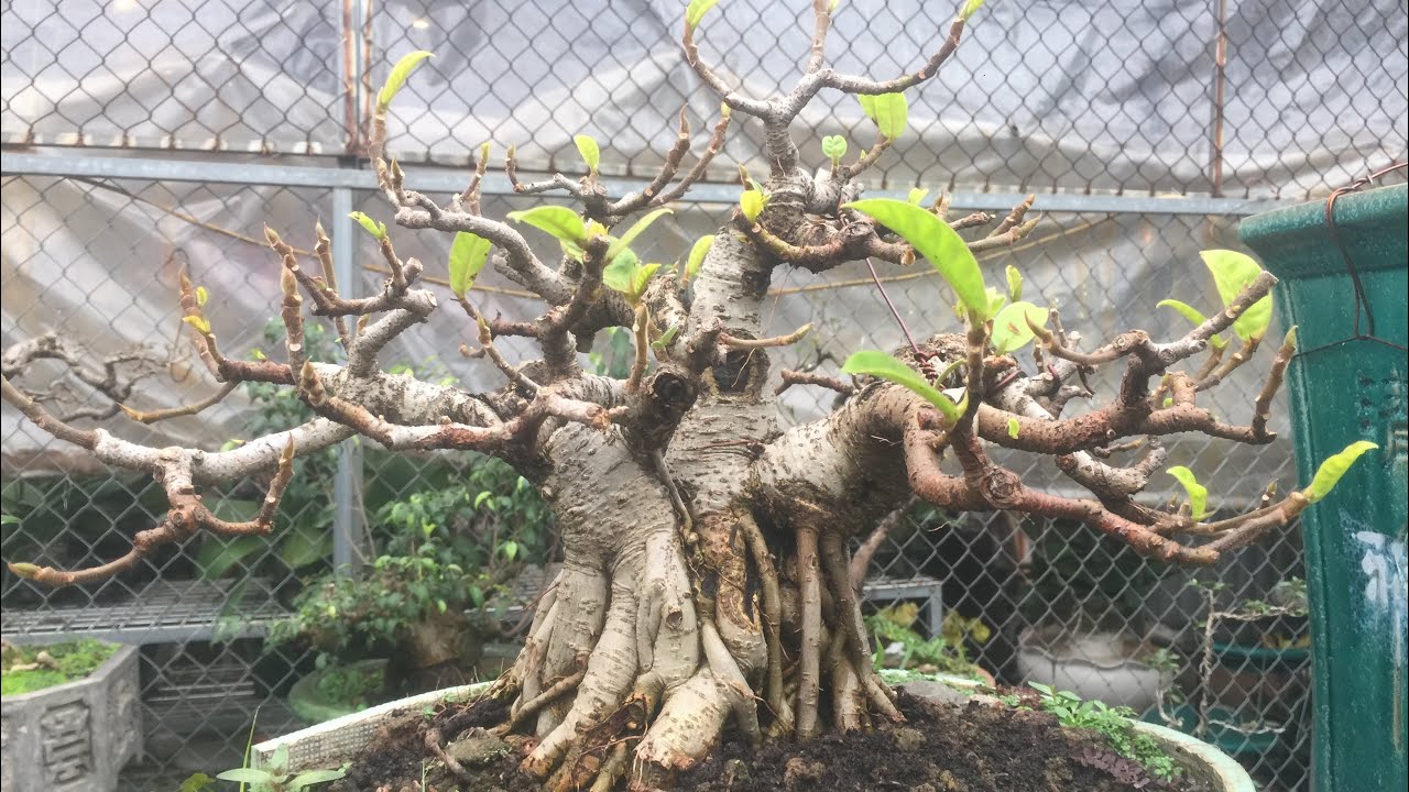 MỘT LẦN NỮA CHOÁNG NGỢP ĐẾN THĂM VƯỜN BONSAI CỦA ANH TÂN