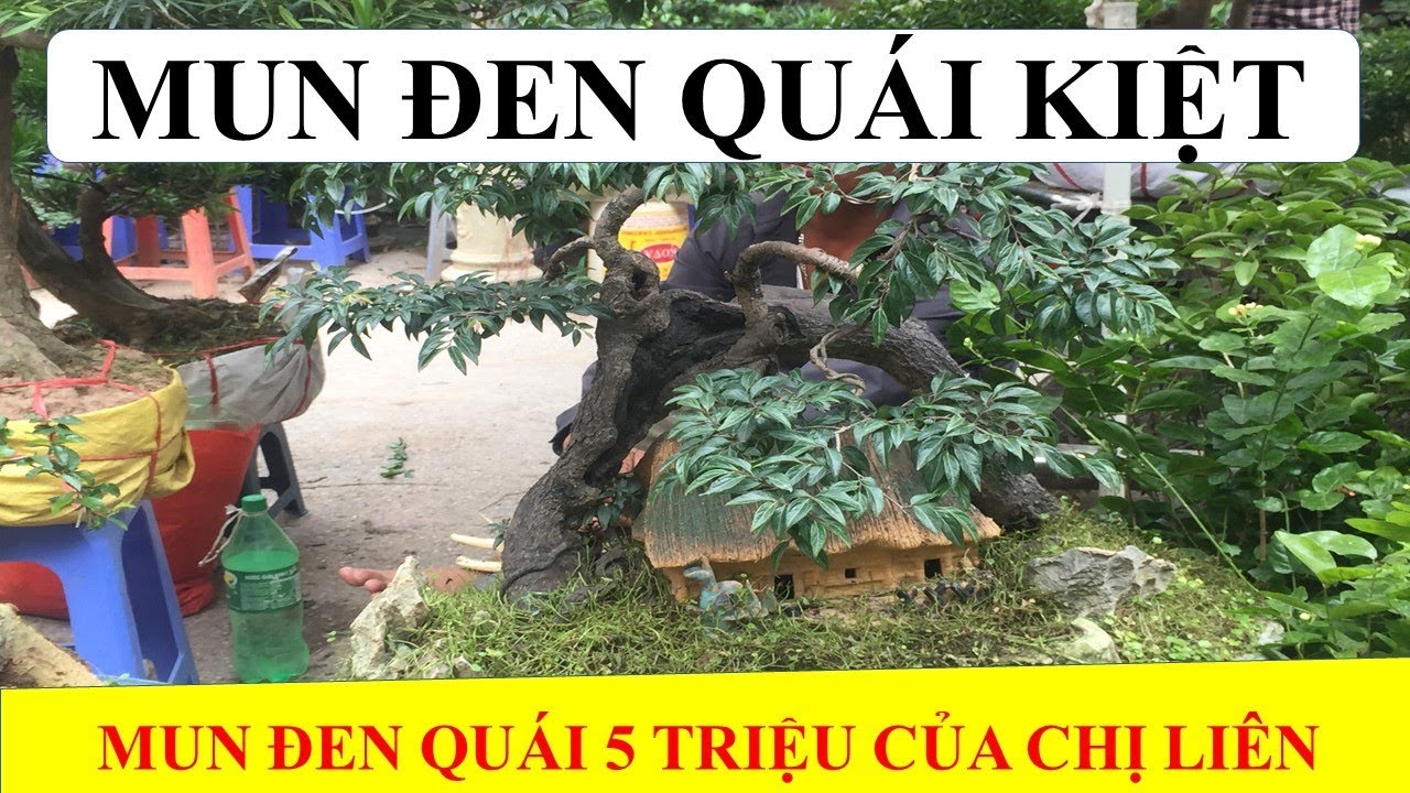 MUN ĐEN BONSAI QUÁI 5 TRIỆU CỦA CHỊ LIÊN