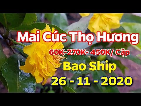 Mai Cúc Thọ Hương - Làm Giống - Chơi Tết 2021 - (26/11/2020) - 0389 578 456