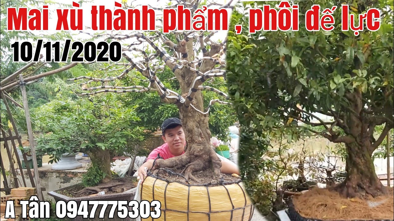 Mai phôi, tàng thành phẩm xù đế lực đẹp gặp A Tân 0947775303 Long xuyên AG