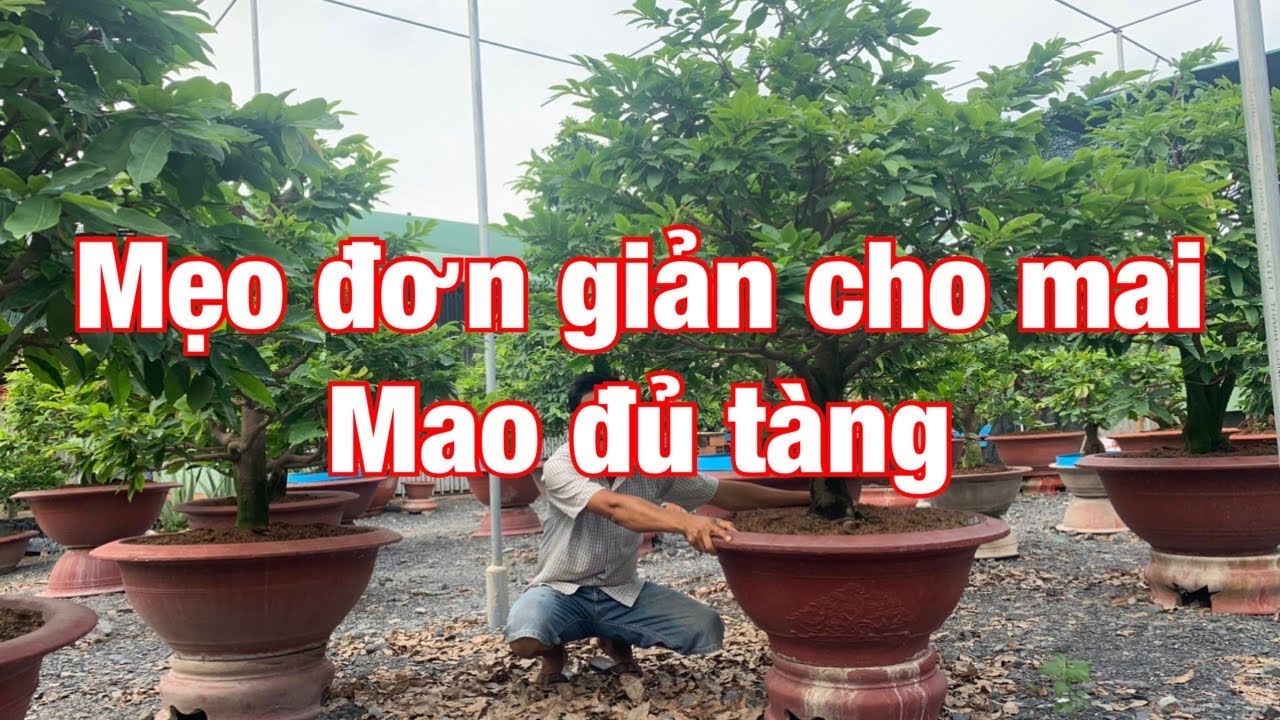 Mẹo đơn giản cho mai mau đủ tàng 11-7-2020