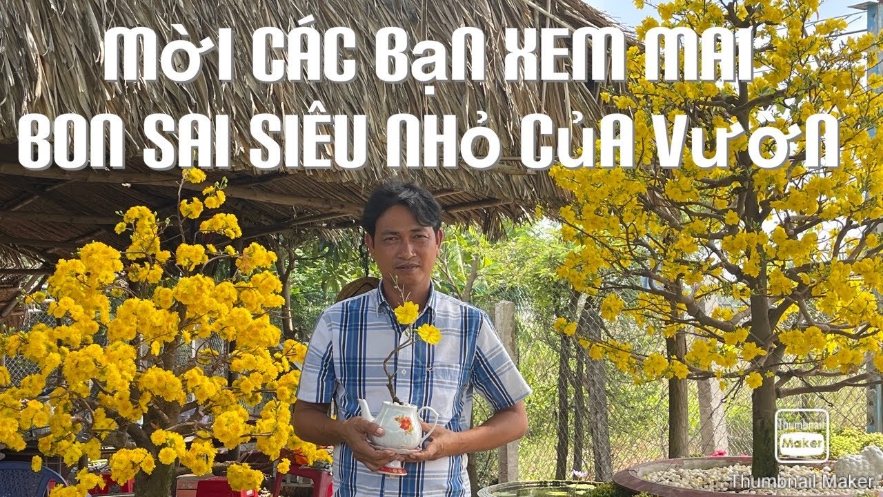 Mời các bạn xem mai bon sai siêu nhỏ của vườn mình 13-2-2021