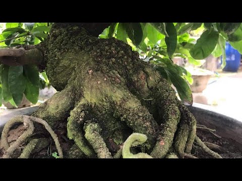 Mới sưu tầm được gốc mai bonsai cúc hoàng hậu xù khủng (0383938201)