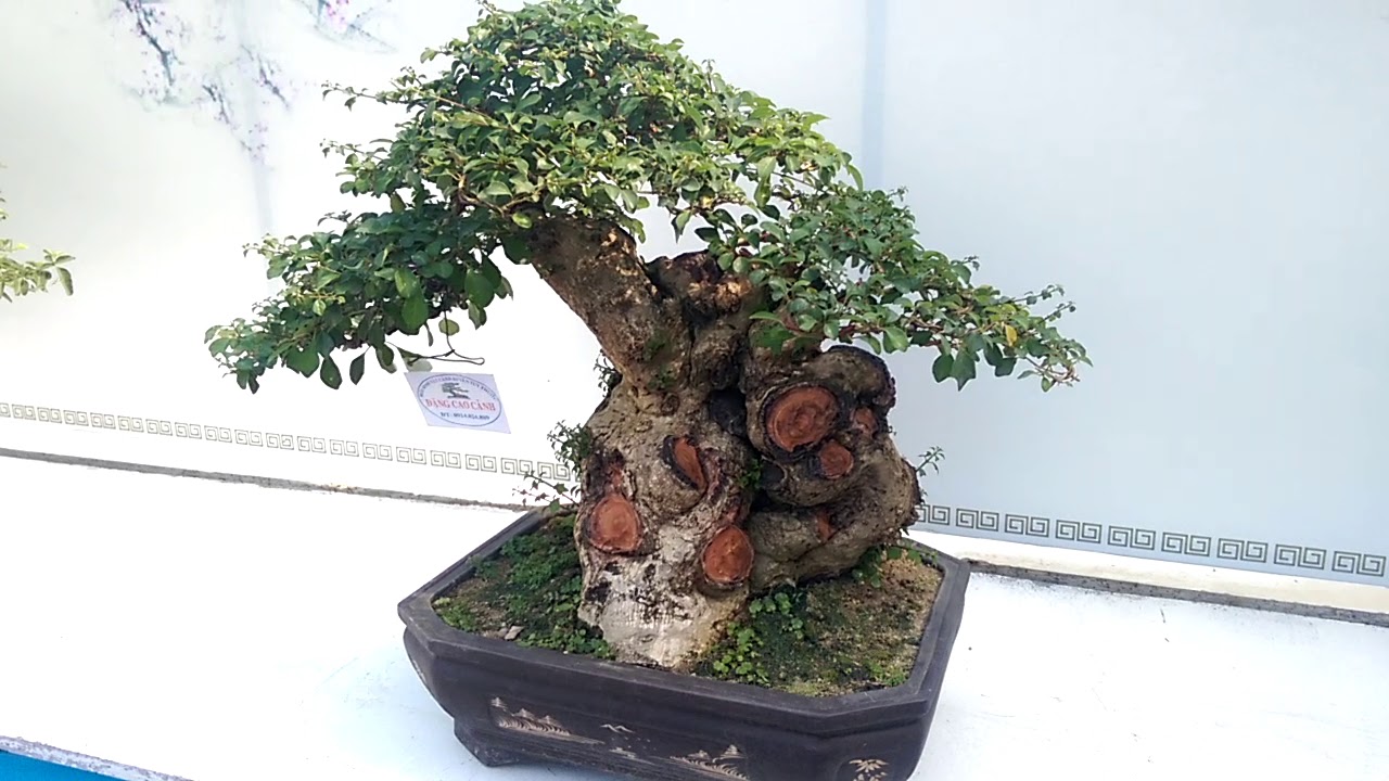 Một số cây Bonsai mini tuyệt đỉnh - Bonsai Binh Dinh