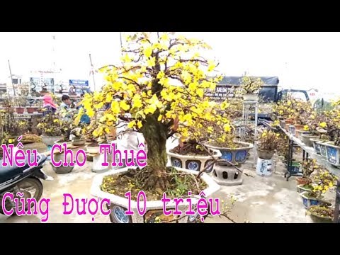 Nếu cho thuê cũng 10 triệu rồi đó, Cây Mai Bình Định quá đẹp - Bonsai Binh Dinh