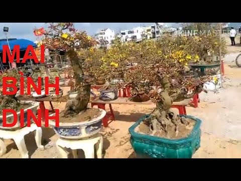 Những cây Mai Bonsai Bá Đạo - Bonsai Binh Dinh