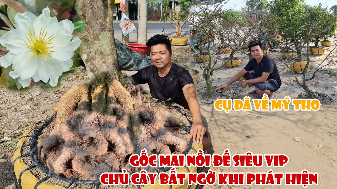 Phát hiện gốc mai chơi tết 2021 có bộ đế khủng như thế này 0901379003 ở Mỹ Tho