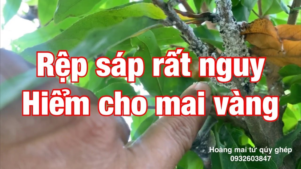 Rệp sáp rất nguy hiểm cho mai vàng 25-7-2020