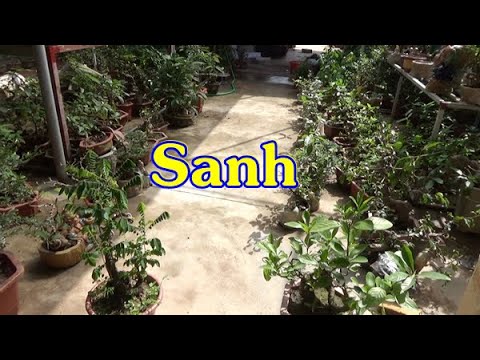 Sanh, khế, cần thăng ngày 26/11, ĐT: 0337496058