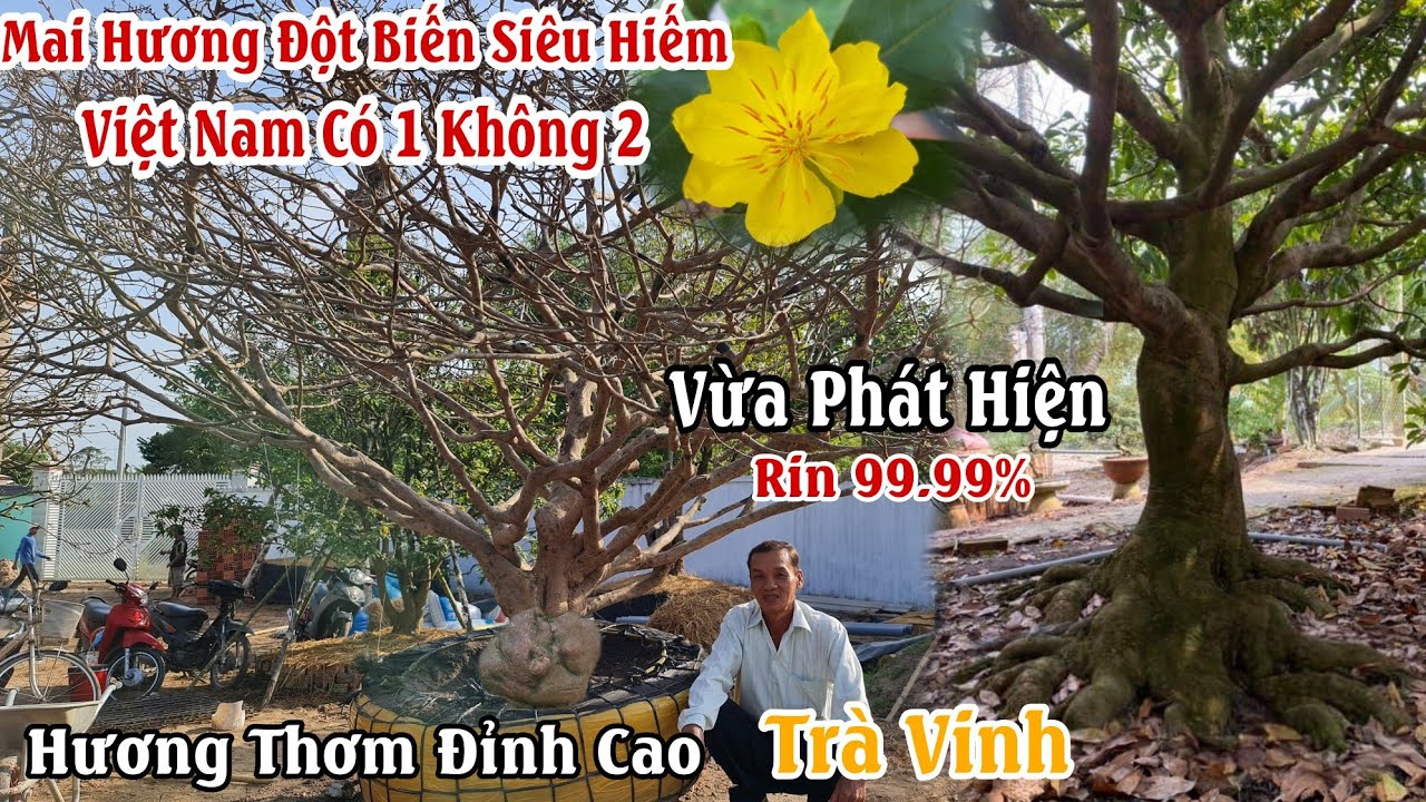 Siêu Hot : Xuất hiện GỐC MAI HƯƠNG có một không hai ở Việt Nam 0919182904