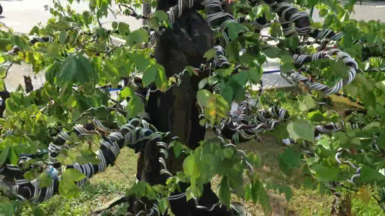 Some beautiful bonsai  | Cây cảnh Bonsai Bình Định 8