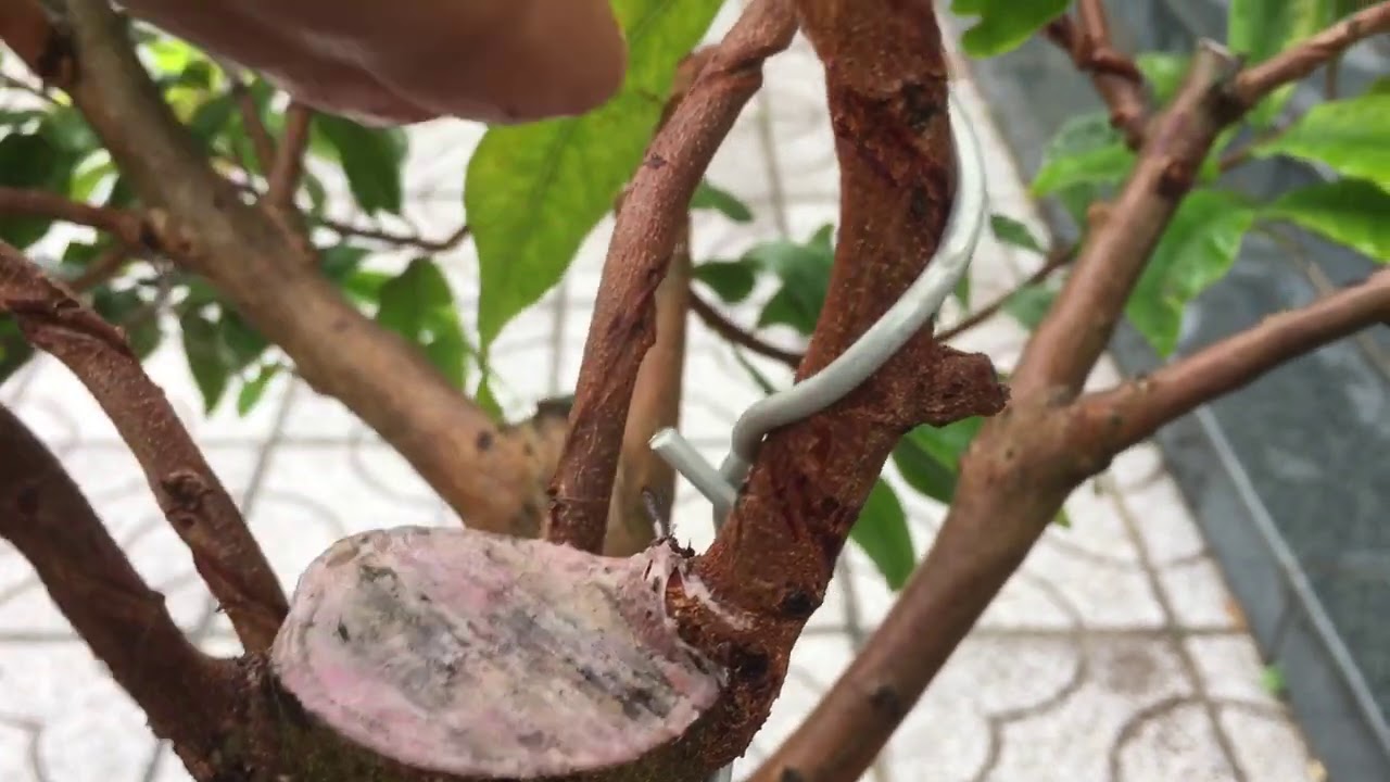 Sử lý phần ngọn đối với cây mai cắt sâu để tạo cành nhánh mới