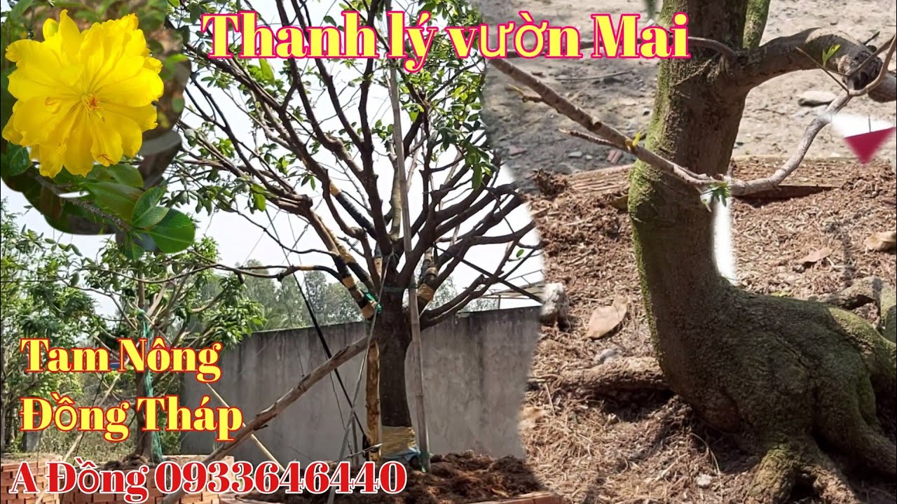 Thanh lý vườn Mai giá hữu nghị gặp A Đồng 0933646440 huyện Tam Nông Đồng Tháp