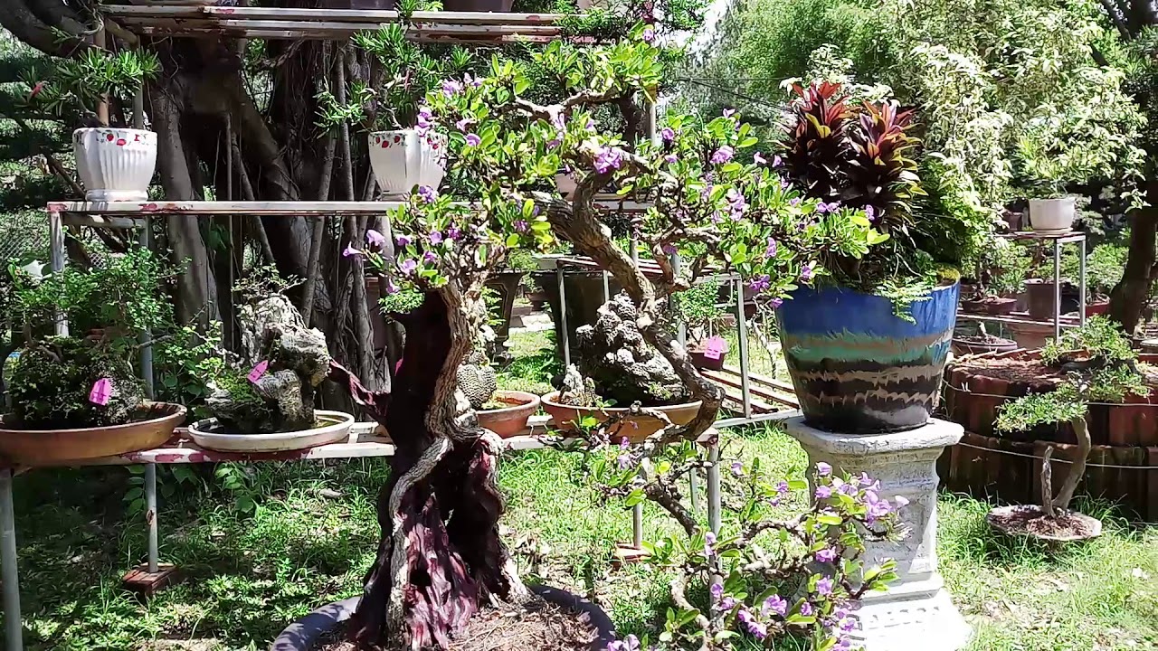 Tìm hiểu bonsai mini đẹp và cách giao síp cùng bạn