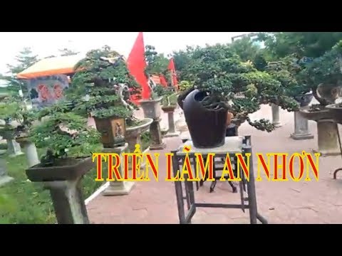 Toàn Cảnh Triển lãm sinh vật cảnh An Nhơn, Bình Định - Bonsai Binh Dinh