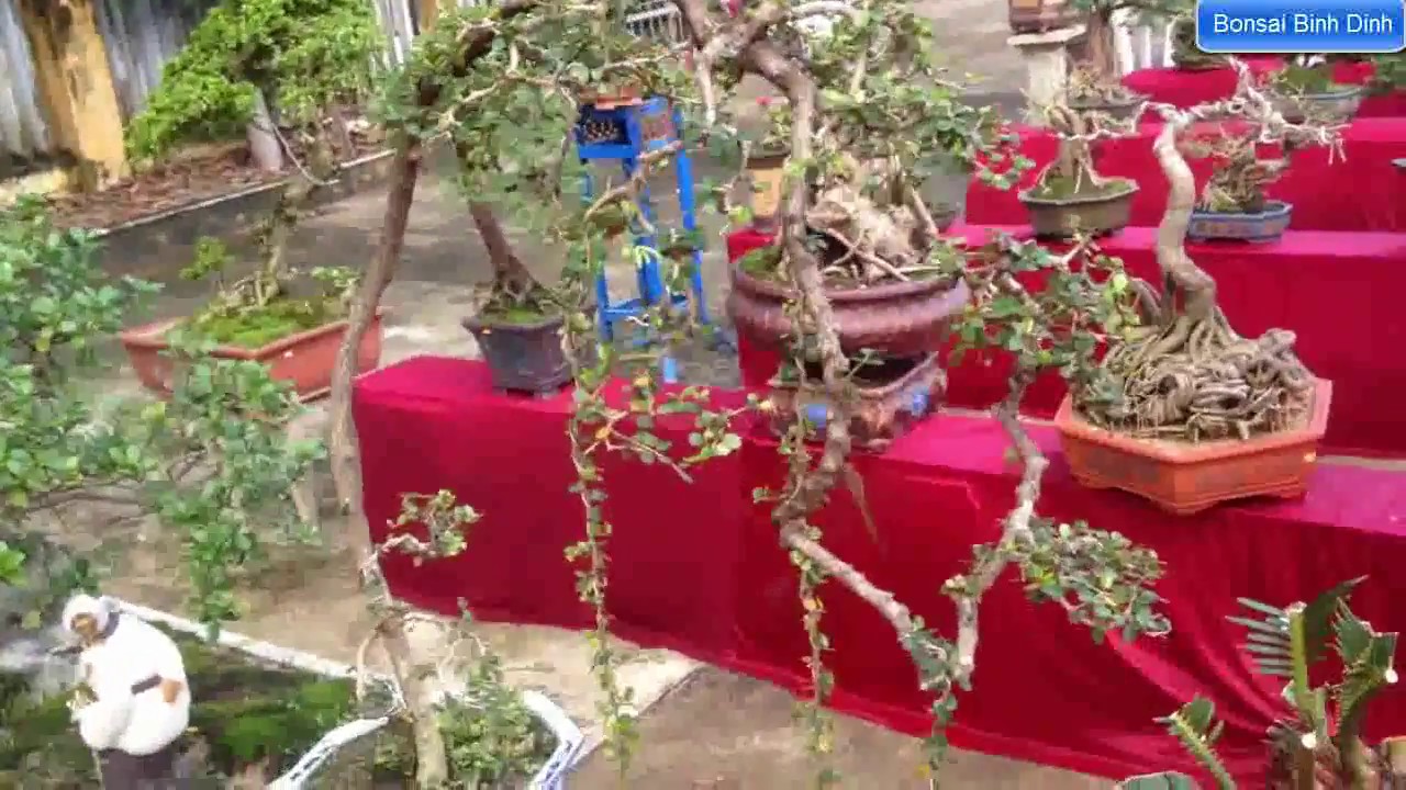 Toàn bộ Triển lãm Bonsai mini huyệt Tây Sơn - Bonsai Binh Dinh