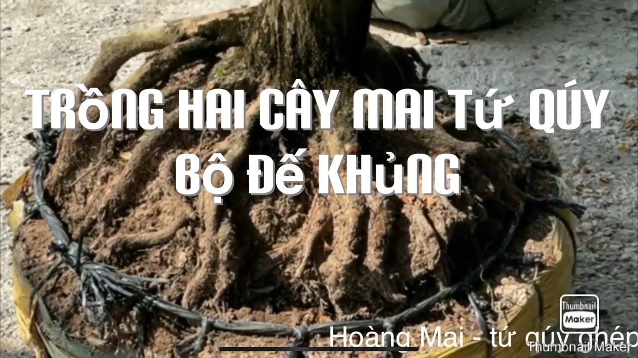 Trồng 2 cây mai tứ qúy bộ đế khủng 18-1-2021