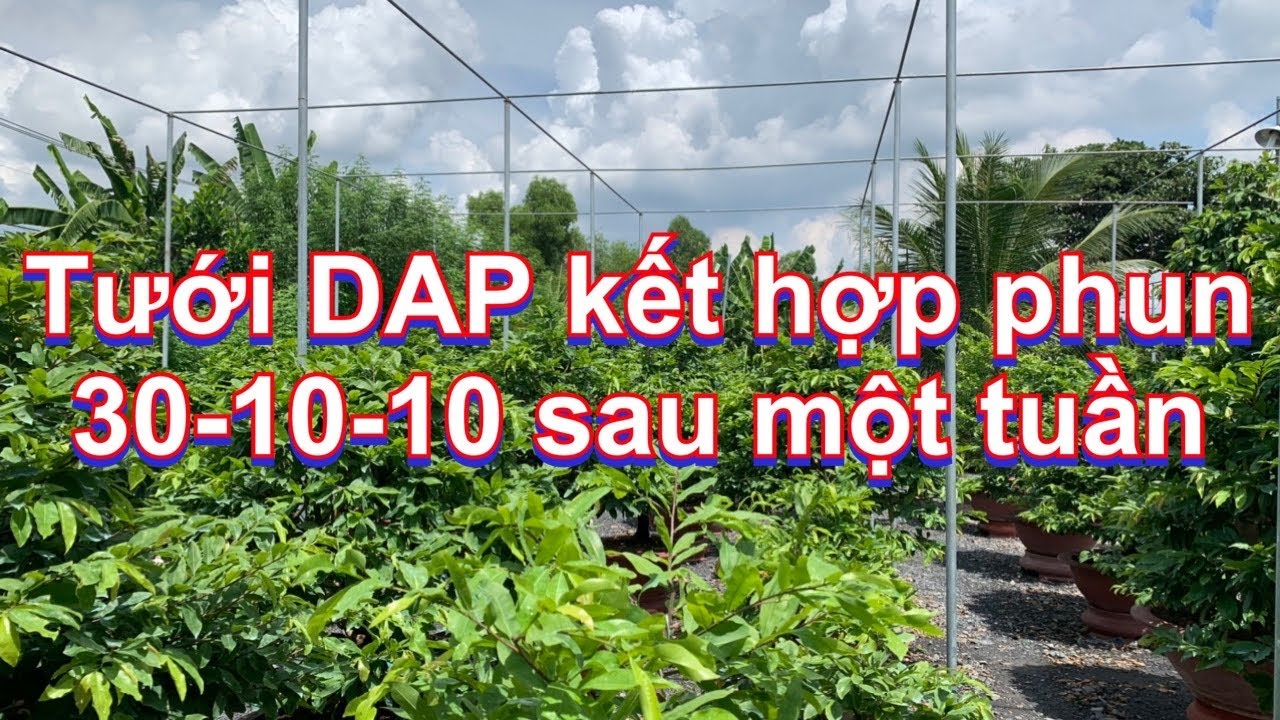 Tưới DAP kết hợp phun 30-10-10 sau một tuần cho mai 28-7-2020