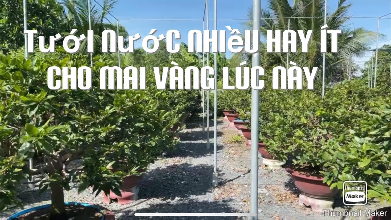 Tưới nước nhiều hay ít cho mai vàng lúc này 21-12-2020