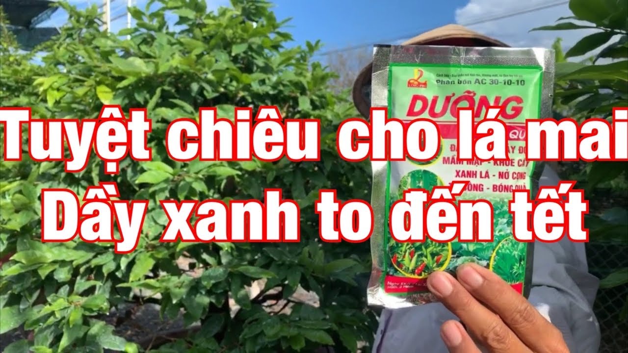 Tuyệt chiêu dành cho lá mai xanh to dầy đến tết 15-7-2020