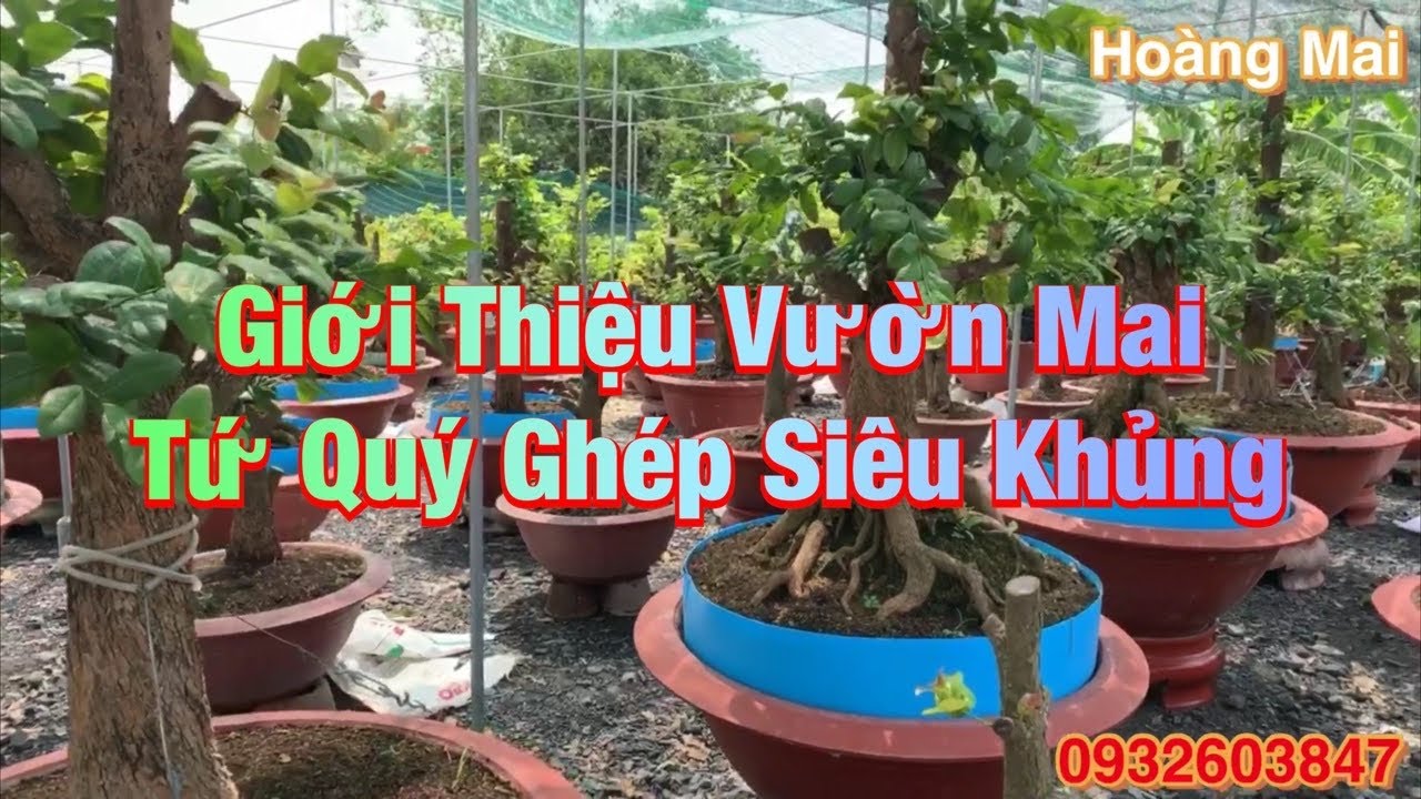 Vườn Mai Tứ Quý Ghép Siêu Khủng Tại Huyện Bình Chánh TP.HCM