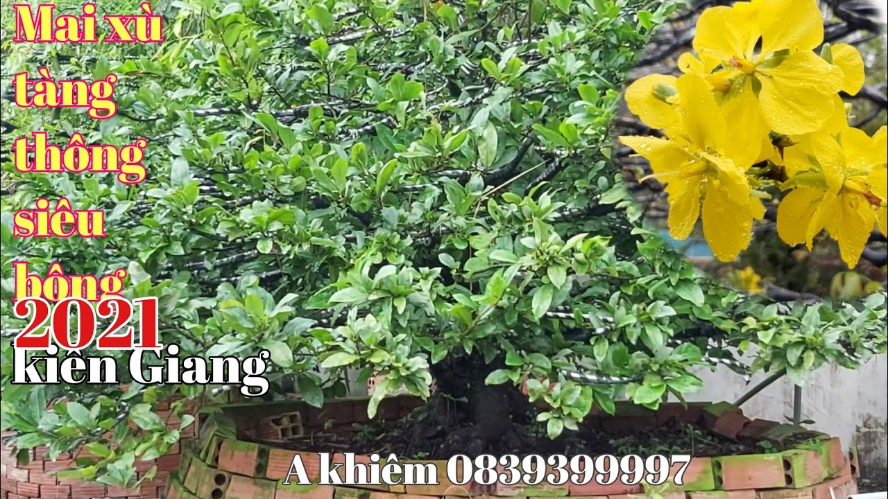 Vườn Mai xù Một cốt siêu bông ,tàng thông đế đẹp ở kiên Giang gặp A Khiêm 0839399997