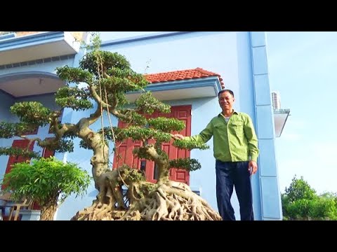 Vườn sanh Nam Điền đẹp, giá hiền hòa ship toàn quốc ,ĐT trong video