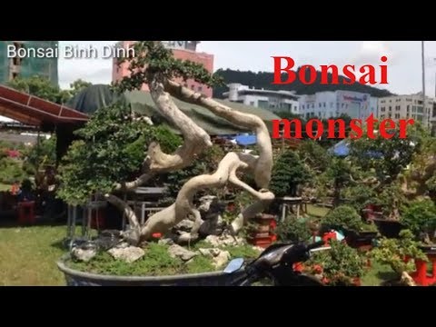 Watch the bonsai monster, strange monster  - Bonsai Binh Dinh