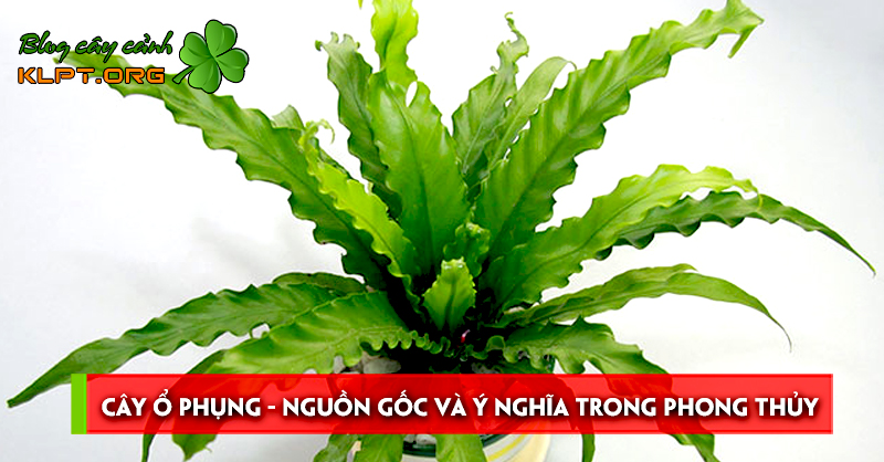 cay-o-phung-nguon-goc-va-y-nghia-trong-phong-thuy