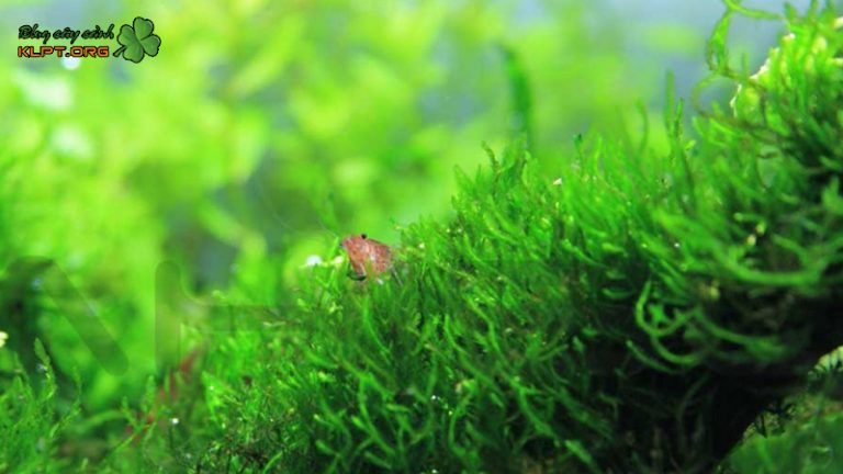 Cây rêu - cách trồng cực hiệu quả cho sân vườn | Blog cây cảnh klpt