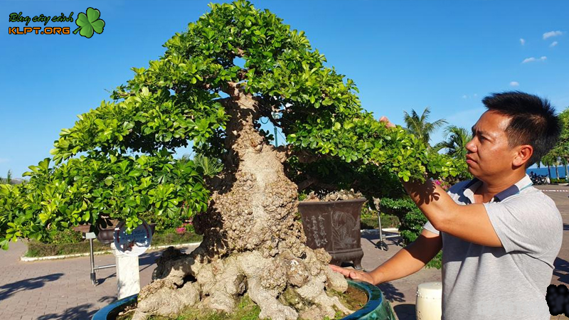 dac-diem-cay-ngau-bonsai-klpt-1