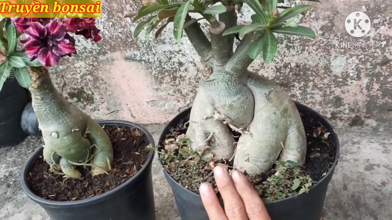 khắc phục cây sứ mới mua về hay bị vàng lá và chậm phát triển./truyền bonsai