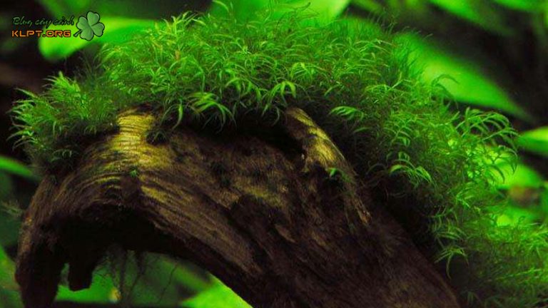 Cây rêu - cách trồng cực hiệu quả cho sân vườn | Blog cây cảnh klpt