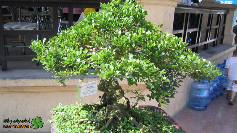 ky-thuat-uon-cay-ngau-bonsai-klpt