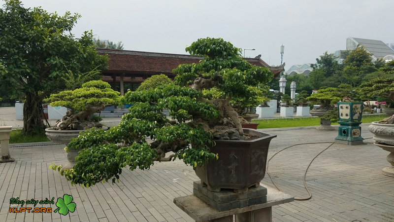 mot-so-dang-cay-ngau-bonsai-an-tuong-klpt-2