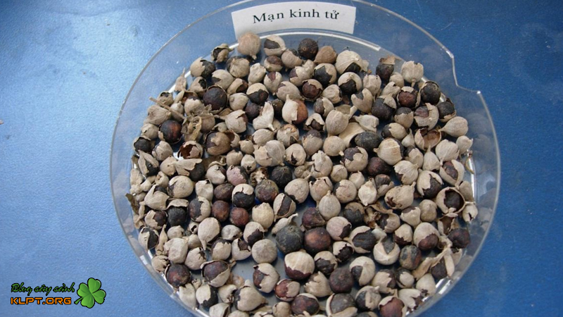 thanh-phan-va-tac-dung-chua-benh-cua-cay-quan-am-klpt