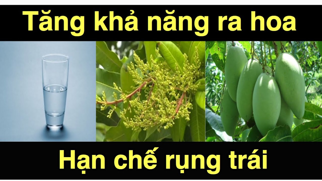 Mẹo bón phân cho cây xoài ra hoa đậu trái